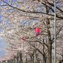 【栃木の桜】鬼怒川河川公園(氏家ゆうゆうパーク)の桜 河川敷に整備された公園です