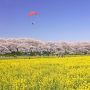 桜と菜の花の競演が見所の幸手市・権現堂桜堤 今年も今週末には見頃となりそうです