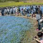 【ひたち海浜公園2017】菜の花は残念ながら見頃過ぎ バックに黄色があるとなお良かったのだがｗ 