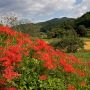 【簑沢の彼岸花】田園風景には深紅の彼岸花がよく似合います
