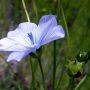 Vlas #bloem #vlas #natuur #gewas #blauw