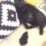 Angus, not a cat, but a man in a cat suit. Loves sitting like Buddha. Has taken a shine to the plastic rat.