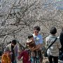 【筑波山梅林2017】皆さんどんどん登ってｸﾙ━━━━(ﾟ∀ﾟ)━━━━!! 