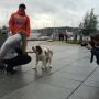 Spotted a 3 month old St Bernard... OMG!!!! 