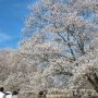 【天平の丘公園】まだちょっと早いかな～って思ったけど8～9分咲きと見頃でした！