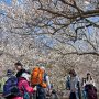 【筑波山梅林2017】ハイカーさんも山頂を目指す 